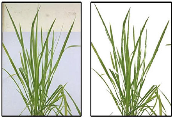 Cleaned image of a rice plant